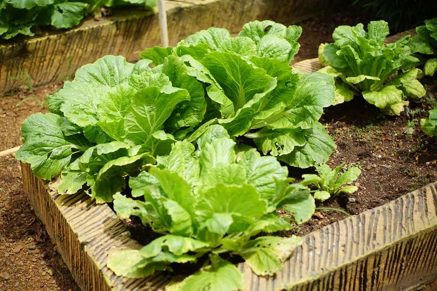 Potager domestique en bacs surélevés