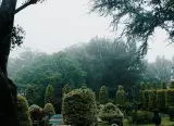 Jardin paysager verdoyant