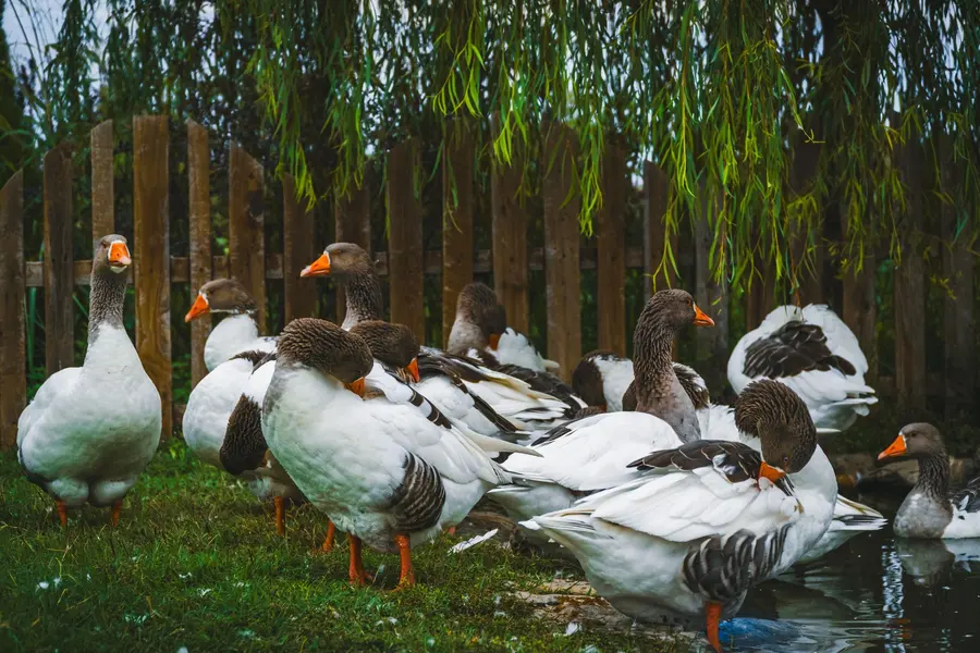 Canards près de leur abri au jardin