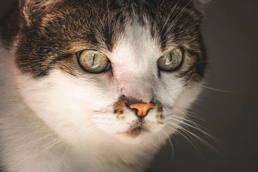 Chat au regard expressif