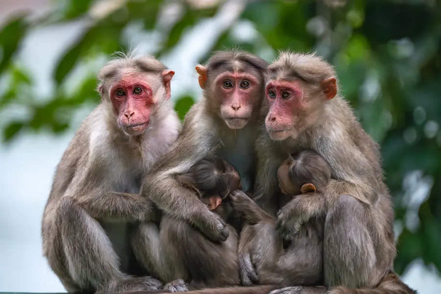 Groupe de singes dans la nature
